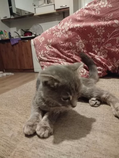 4 Aylık Scottish Fold Yavru
