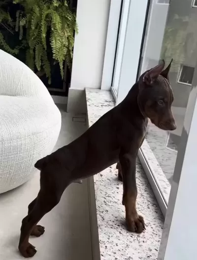 A++ Kalite Doberman Yavrularimiz.