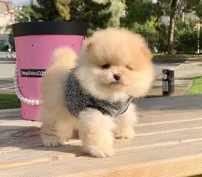 Pomeranian Boo Safkan Ayicik Surat Yavrularımız