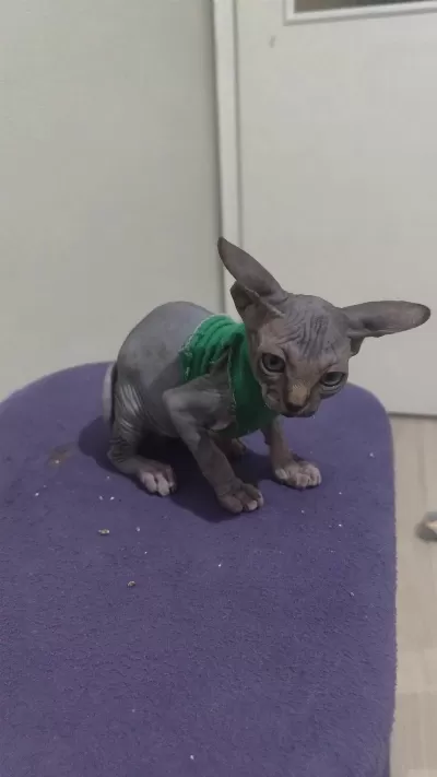 Sphynx Home Blue Point
