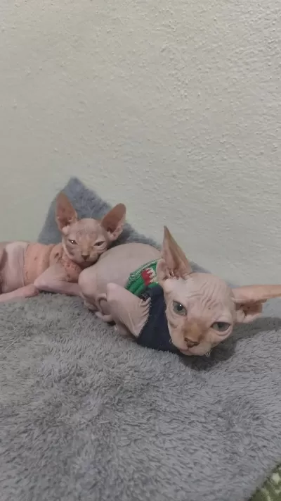 Sağlıklı Sphynx Home