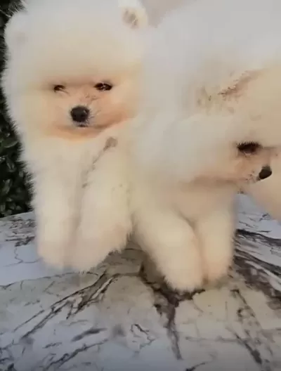 İrk Ve Sağlık Garantili Pomeranian Boo Bebekler