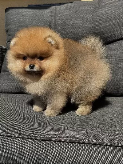 Dişi Orange Pomeranian Bebeğim Yeni Yuvaya Hazır