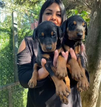 King Doberman Yavrularim