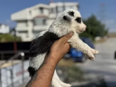 Ankaranın En Güzel Border Collie Yavruları