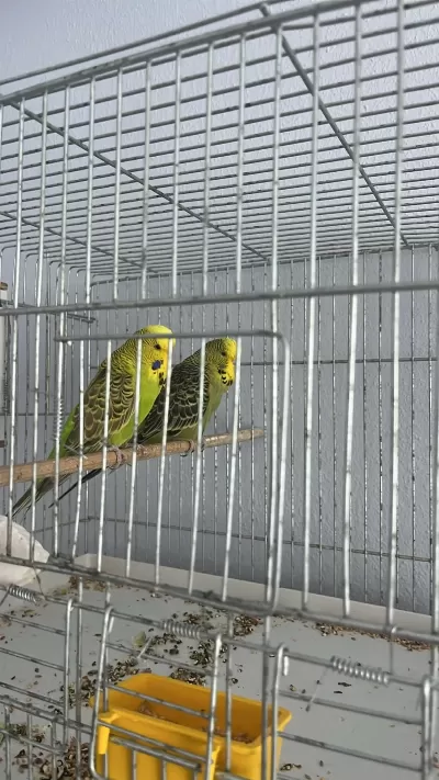Yerli Takim Yumurtlayacak Muhabbet Kuşu