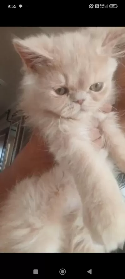 Bakmadan Geçmeyin Kedilere