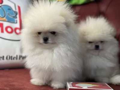 Show Kalite Tea Cup Pomeranian Boo Yavrular