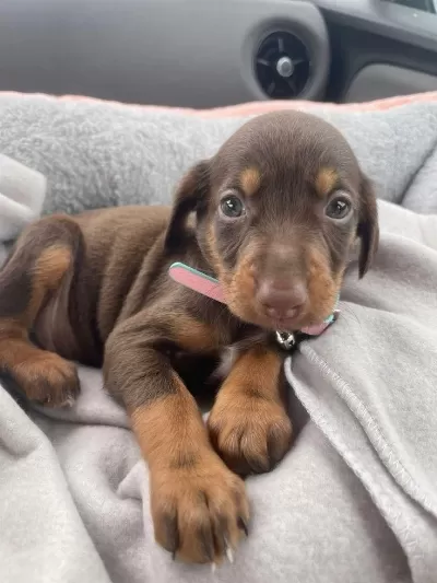 Üst Kalite Doberman Yavrular