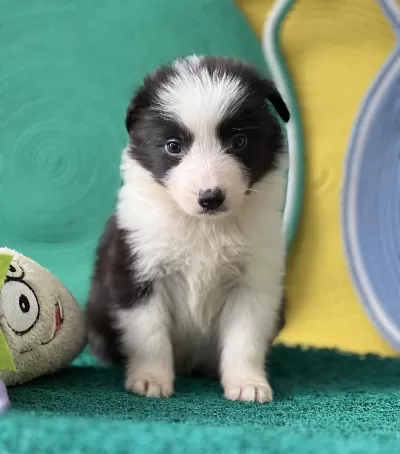 Zeka Küpü Harika Güzellikte Border Collie Yavrular