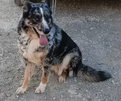 Egitimli Dişi Border Collie Genç