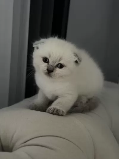 Minik Scottish Fold Yavrulara Yeni Yuva