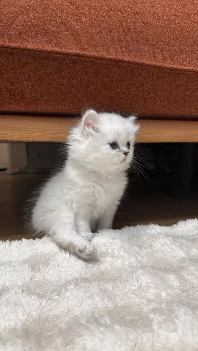 1 Aylik Dişi British Longhair Yavrumuz