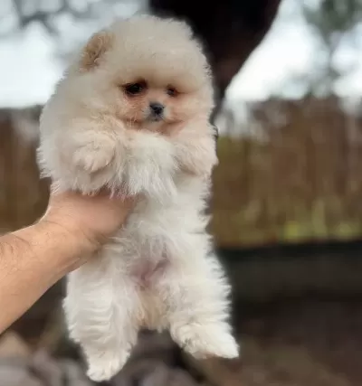 Renk Renk Çeşit Çeşit Pomeranian Boo Yavrularımız