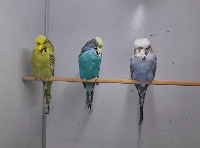 Show Jumbo Muhabbet Kuşları