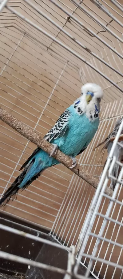 Show Jumbo Erkek Muhabbet Kuşu