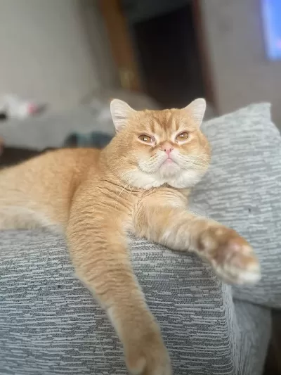 Kedimi Sahiplendirmek İstiyorum
