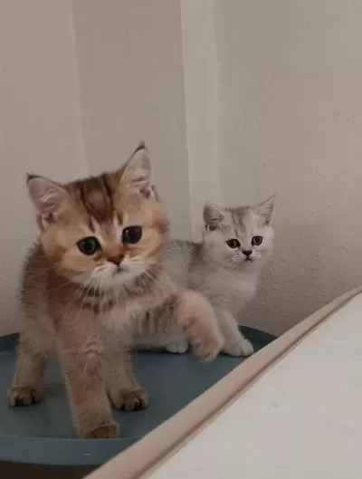 British Shorthair Yavrularımız