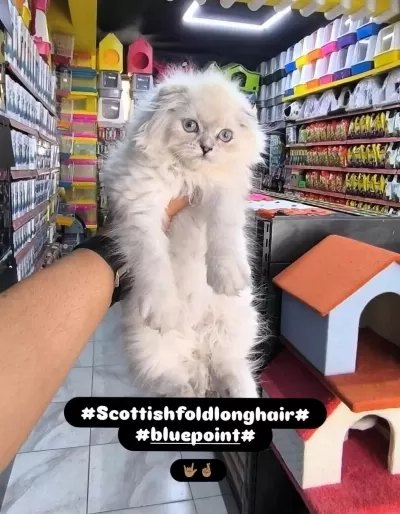 A Kalite British Scottish Yavrularımız Mevcut