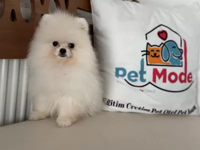Show Kalite Pomeranian Boo Yavrularımız