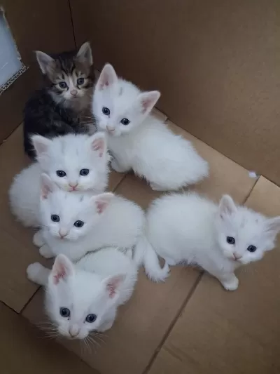 5 Beyaz 1 Siyah Sevimli Kedilere Yuva Arıyoruz