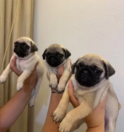 Aşılı Ve Eğitimli Pug Bebekler
