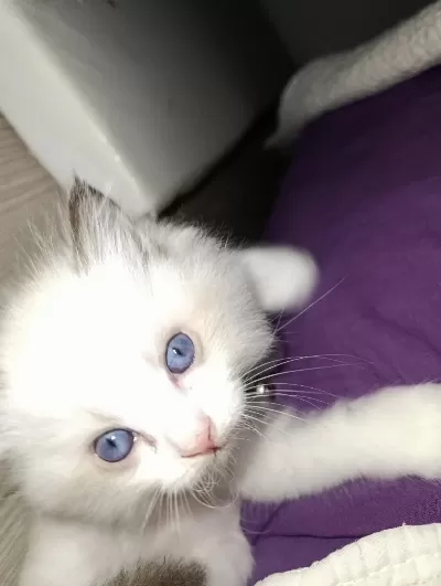 Dünyanın En Sakin Tatlı Sevgi Dolu Kedisi Ragdoll