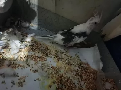 Ücretsiz Sahiplendirme Wf Erkek Sultan