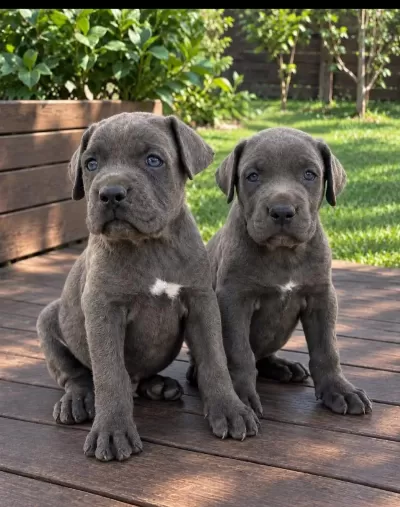 Cane Corso Yavrular İrk Sağlık Garantili