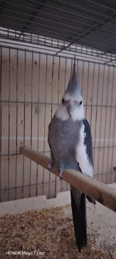 Hazır Erkek Sultan Papağanı