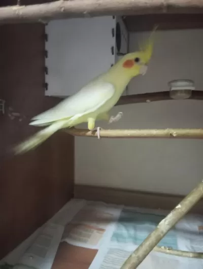 Erkek Yada Dişi Eşe Uygun 3 Sultan Papağani