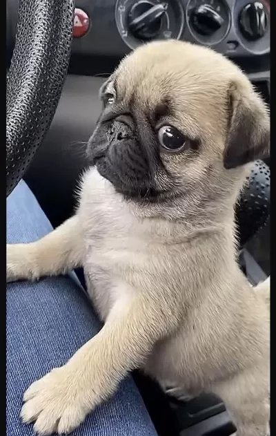 Pug Safkan Köpeğimiz