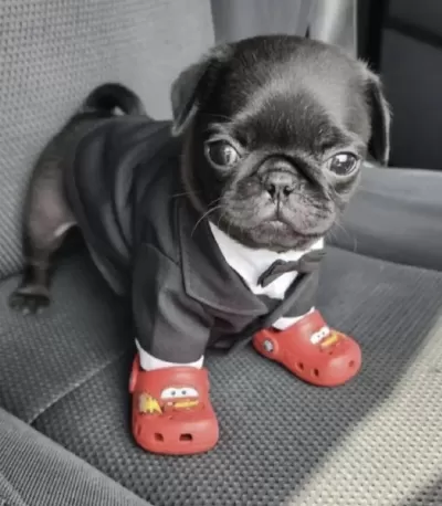 Harika Pug Safkan