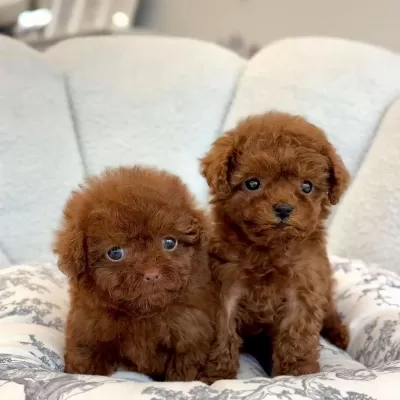 İrk Garantili Toy Poodle Yavrular