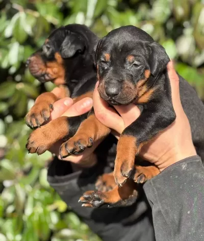 Safkan Ki Ng Doberman Yavrularim