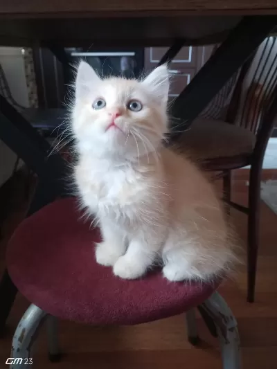 Chinchilla 2 Aylık Erkek