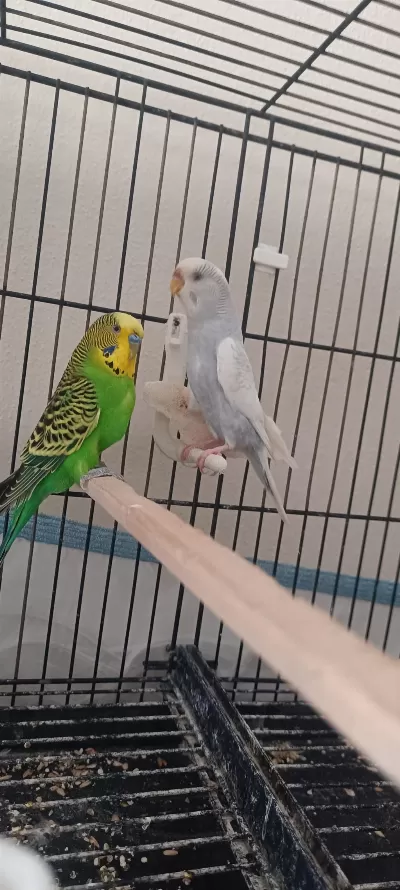 Muhabbet Kuşu Yeni Eşleme Takım