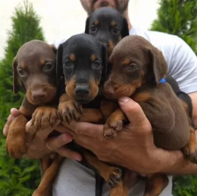 Doberman İyisi Değil En İyisi Kapıda Ödeme Mevcut