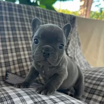 Egzoti K Blue French Bulldog Üst Kali Te