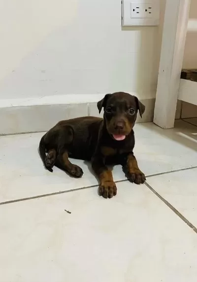 A++ Kalite Doberman Yavrularimiz