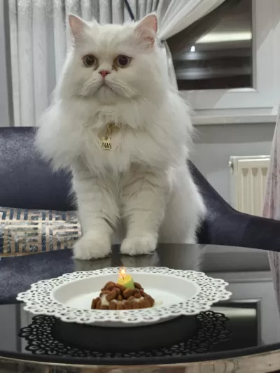 Chinchilla Cinsi Kedisi
