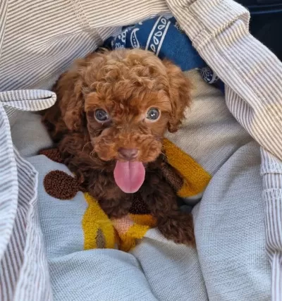 Dark Brown Kore Poodle Bebekler