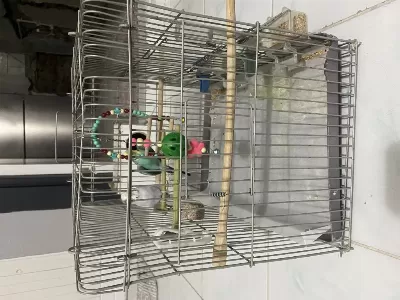 Dişi Ve Erkek Muhabbet Kuşu