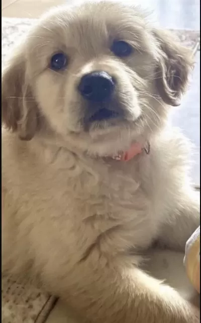 Golden Retriever Eğitimli