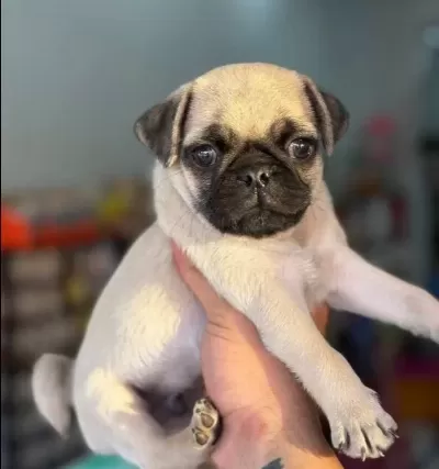 Hamburger Surat Gül Kuyruk Pug Mops