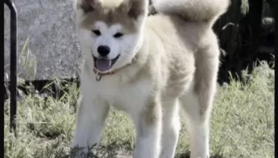 Japon Akita Köpeğimiz