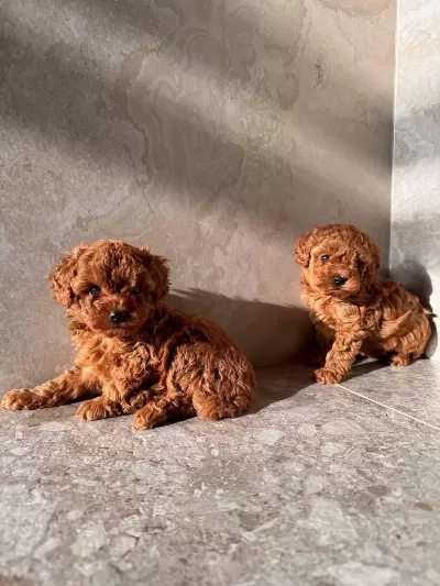 Aşili Toy Poodle Yavrular