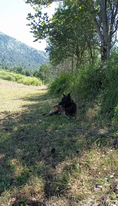 3 Yaşında Belçika Kurdu Satılık