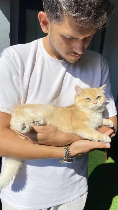 A Kalite Golden Kedimiz