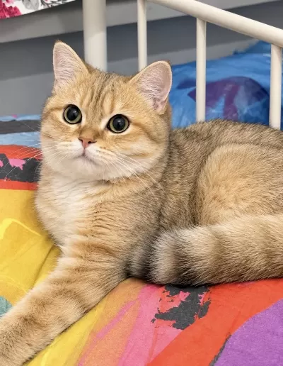 British Shorthair Golden Ny24 Erkek 4 Aylık Yavrumuz